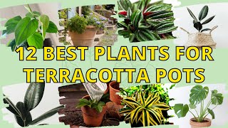 12 Best Plants for Terracotta Pots to Decorate Your Lovely Home 👌 [upl. by Lednem]