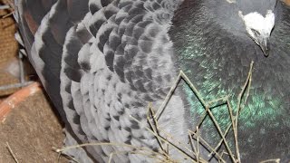 Top 3 Racing Pigeon Bloodlines in USA [upl. by Ressan267]