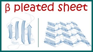 Beta pleated sheet  Secondary structure of protein [upl. by Sherburn100]