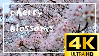 cherry blossoms in TOGOUCHI [upl. by Clarence]