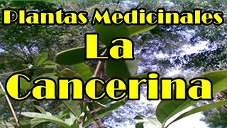 Medicinas naturales  la cancerina y sus propiedades [upl. by Dnanidref545]