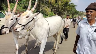 ಚುಂಚನಕಟ್ಟೆಯಲ್ಲಿ ಜಾನುವಾರು ಜಾತ್ರೆ Chunchanakatte Jathre [upl. by Hsac727]