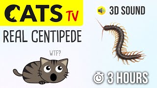 CATS TV  Real Centipede 🙀 3 HOURS Cat games on screen [upl. by Deppy614]