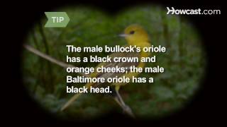 How to Identify Birds The Northern Oriole [upl. by Llenahs]