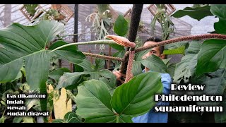 Philodendron Squamiferum [upl. by Grier]