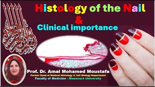 3 Histology of the Nail amp Nail Diseases Dr Amal mohamed moustafa [upl. by Drugi]