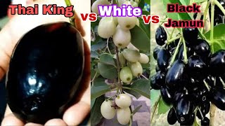 Thai King Jamun vs Thai Black Jamun vs White Jamun  plants availableAll India delivery [upl. by Agnella150]