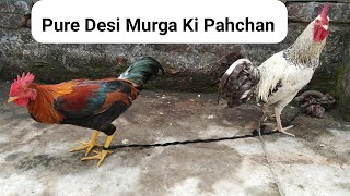 Pure Desi Murga  देशी मुर्गे की पहचान  Aggressive Murga [upl. by Mallon]