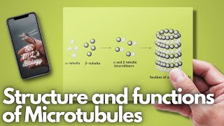 Microtubules Structure and functions [upl. by Dorsy]