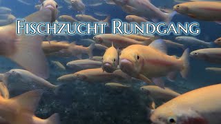 Fischzucht Rundgang [upl. by Eirot]