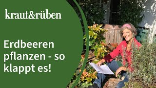 Erdbeeren pflanzen 🍓  Unsere BiogartenWelt [upl. by Winnick]