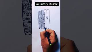 Skeletal muscles diagram 👍❤youtubeshorts shorts viral biology drawing draw shortvideo [upl. by Natalee704]