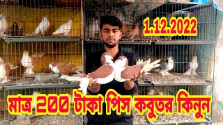 মাত্র 200 টাকা পিস কবুতর কিনুন সবচেয়ে কম দামে কবুতর কিনুন [upl. by Rakia93]