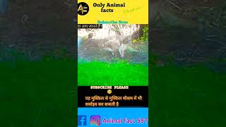 Fox के चौंकाने वाले रोचक तथ्य You Wont Believe [upl. by Enimrac87]