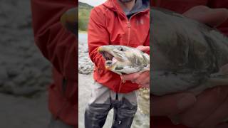 This is why you should use barbless hooks fishing alaska troutfishing fishinggear shorts [upl. by Ateiram]