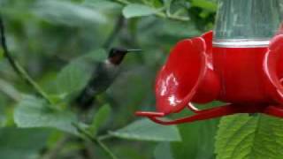 The Rubythroated Hummingbird 30 Seconds [upl. by Vyse]