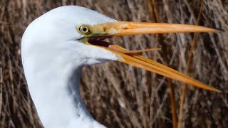 Great egret call sound flying eating fish  Bird [upl. by Zeba]