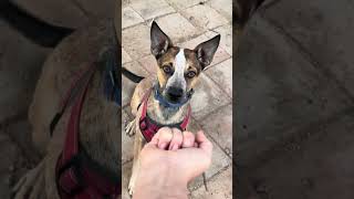 Happy Flipping Wednesday Flipping off Dogs to see how they react w Blue Heeler mix Huey KaBluey [upl. by Yelir936]