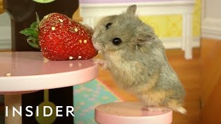 Dwarf Hamsters Live In A Tiny Mansion [upl. by Anidan]