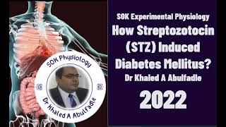 How Streptozotocin Induced Diabetes Mellitus 102022 by Dr Khaled A Abulfadle [upl. by Ardeid]