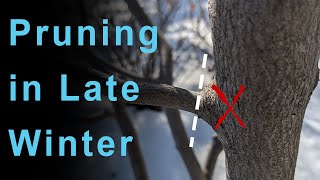 Pruning Trees in Late Winter  The Serviceberry [upl. by Naltiac998]