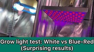 Grow Light Test White vs BlueRed LED light Surprising result [upl. by Augie]