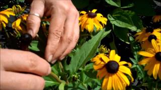 Wilsons Garden Center Deadheading Rudbeckia [upl. by Zaller]