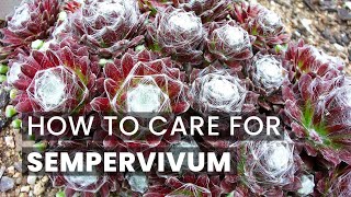 BEST TIPS  HOW TO CARE FOR SEMPERVIVUM SUCCULENTS  HENS AND CHICKS  HOUSELEEK SUCCULENT [upl. by Richart]