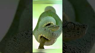 Photographing a Viper in the Amazon wildlifephotography reptiles [upl. by Lada]