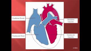 fonctionnement du coeur [upl. by Treborsemaj]