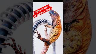 Got Other Plans thanks pets reptiles iguana animalshorts [upl. by Aurel499]