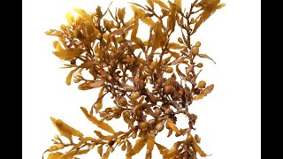 Phaeophyceae Sargassum [upl. by Euhc]