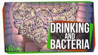 Does Drinking Alcohol Kill Your Gut Bacteria [upl. by Okier]