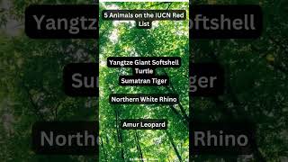 5 Animals on the IUCN Red List [upl. by Pardner]