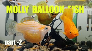 KEEPING Golden MOLLY BALLOON FISH part 2 [upl. by Baskett]