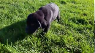 Black Lab Puppy Walks In The Grass [upl. by Sirovat959]