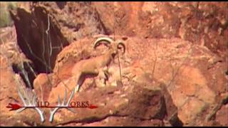 Hunting Free Range Aoudad in the Big Bend Country [upl. by Nit197]