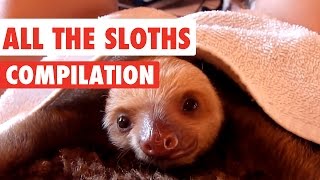 All The Sloths Video Compilation 2016 [upl. by Anyak]