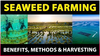 Seaweed Farming Benefits Methods and Harvesting Techniques  Seaweed cultivation Methods [upl. by Amelia477]