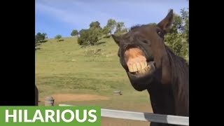 Slow motion captures horsess ridiculous facial expressions [upl. by Dukey]