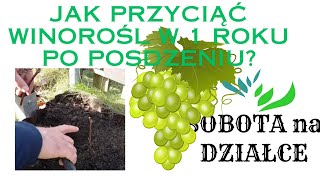 Jak przyciąć winorośl w 1roku po posadzeniu [upl. by Holna]