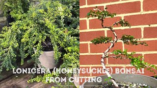 Making Honeysuckle Bonsai Lonicera From Cuttings  Clipping Bonsai I Made With Peter Chan [upl. by Thorny]