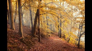 Natur Vögel Waldgeräusche  Geräusche zum Einschlafen  relaxing nature sound [upl. by Huai58]