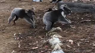 Koalas Fight at Australian Wildlife Sanctuary [upl. by Netnert]