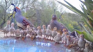 19 Quail Chicks Drinking on a Hot Day [upl. by Rhodes935]