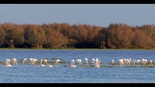 Doñana National Park Spain English version [upl. by Electra]