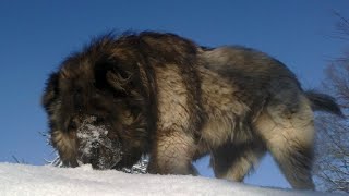 15 Pros and Cons of Owning a Caucasian Shepherd Dog [upl. by Zeitler257]