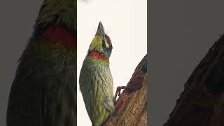 🐦☆³⁰•⁶ Family Megalaimidae 34  Asian Barbets ▪︎ Coppersmith Barbet Psilopogon haemacephalus [upl. by Onailime]