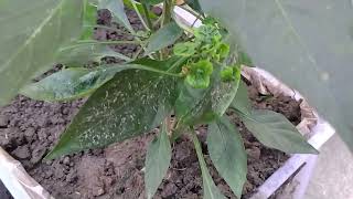 Planting Green Chillies In A Plastic Basket [upl. by Gaillard]