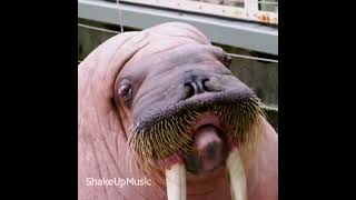 Funny Walrus whistling Don’t Worry Be Happy [upl. by Nivets]